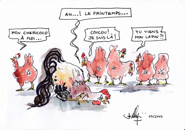 Coq au printemps