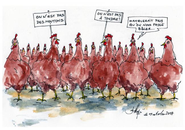 Les moutons 1
