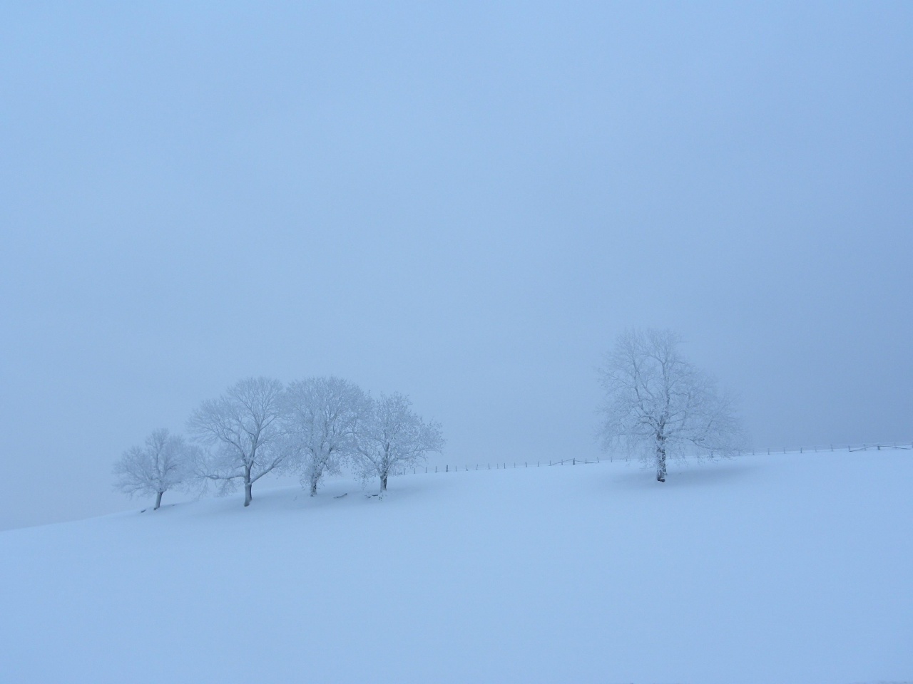 Arbres givrés