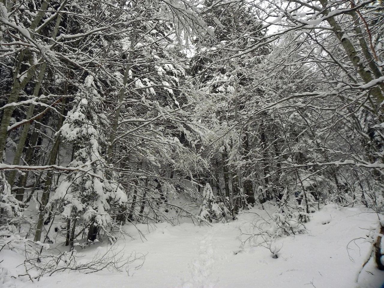 Entrée blanche