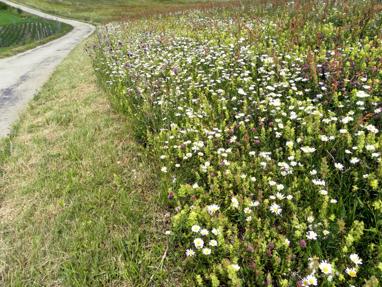 La route aux marguerites