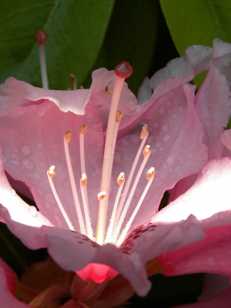 Lumière florale