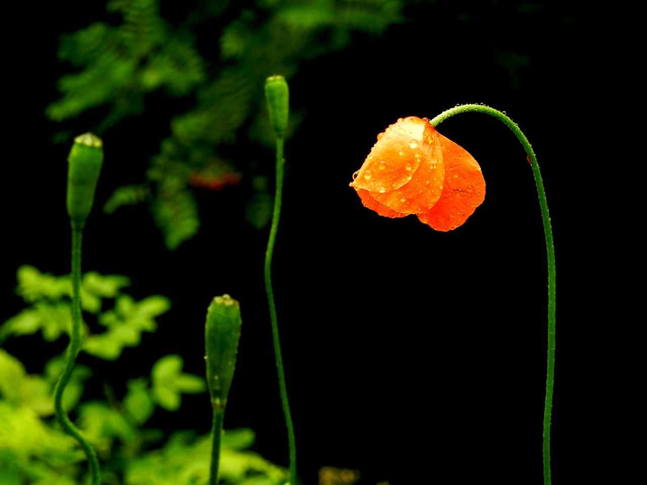 Quatre coquelicots