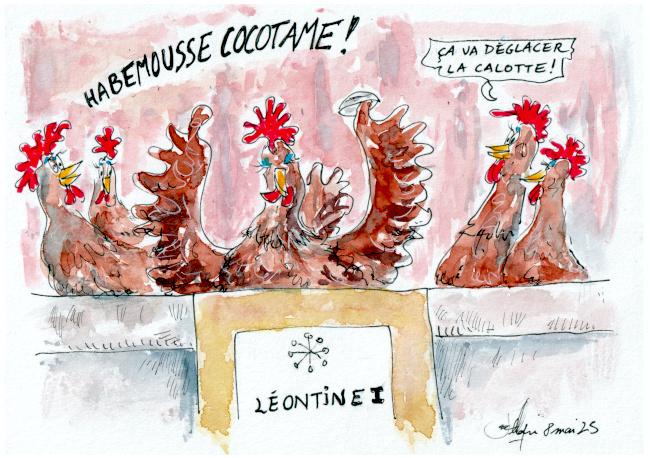 Habemousse