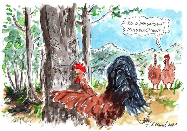 L arbre et le coq